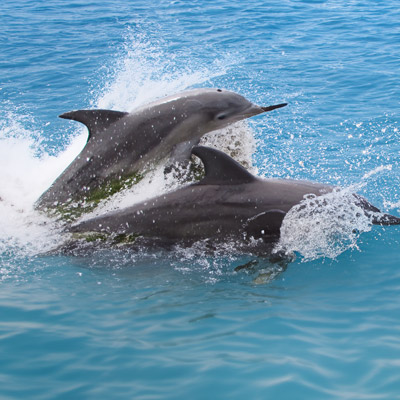 Sarasota-Bay-Explorers-Dolphins