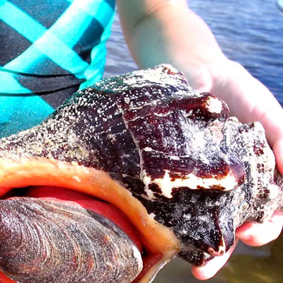 Sarasota-Bay-Explorers-Florida-Horse-Conch