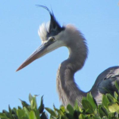 Sarasota-Bay-Explorers-Heron