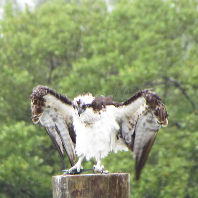 Sarasota-Bay-Explorers-Osprey