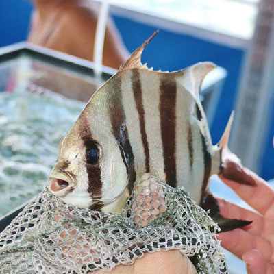 Sarasota-Bay-Explorers-Spadefish