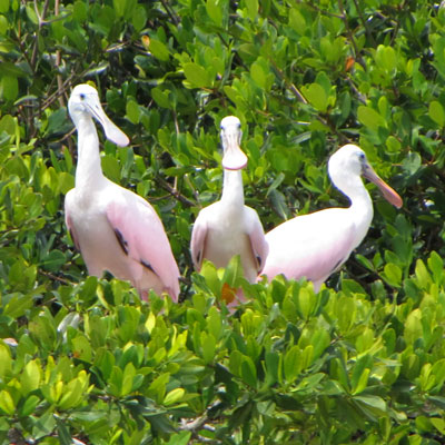 Sarasota-Bay-Explorers-Spoonbill