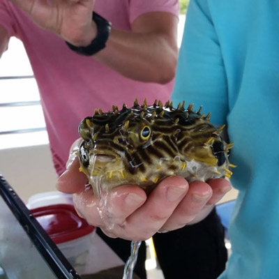 Sarasota Bay Explorers Porcupinefish