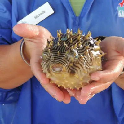 SarasotaBayExplorersPufferfish