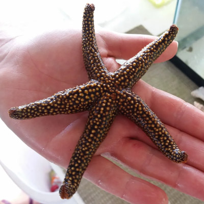 SarasotaBayExplorersStarfish
