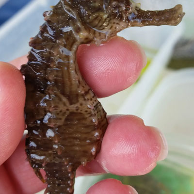 Sarastota-Bay-Explorers-seahorse
