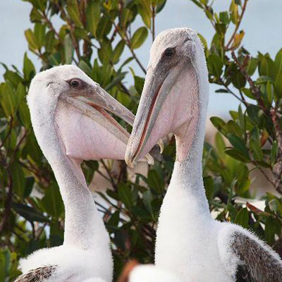 sarasota-bay-explorers-baby-pelicans