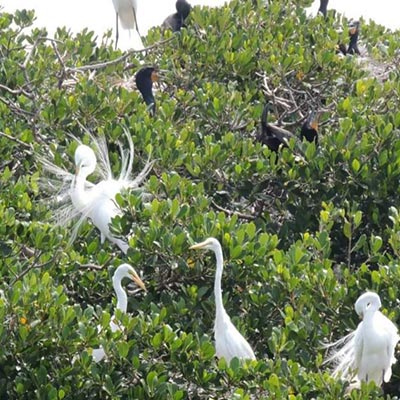 sarasota-bay-explorers-birds