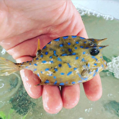 sarasota-bay-explorers-cowfish