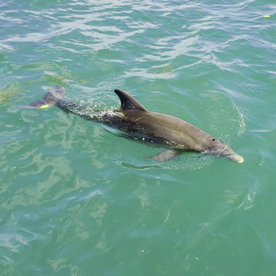 sarasota-bay-explorers-dolphin-swimming