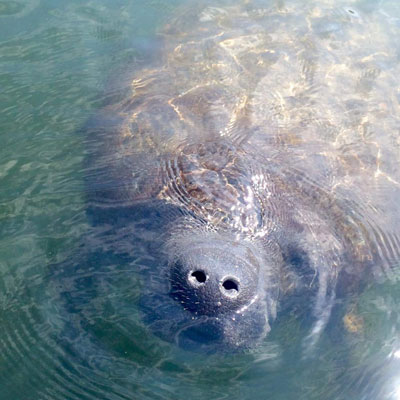 sarasota-bay-explorers-manatee-sighting