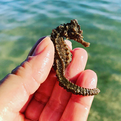 sarasota-bay-explorers-seahorse