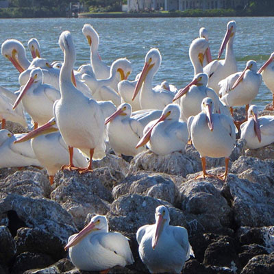 sarasota-bay-explorers-white-pelicans