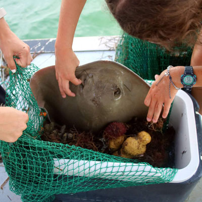 A stingray in a net being shown on a boat in Sarasota Bay