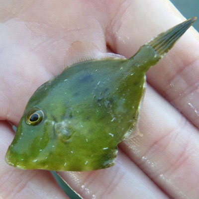 A filefish being shown