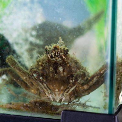 A spider crab in an aquarium on a boat in Sarasota Bay