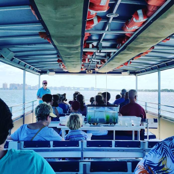 Sea Life Encounter Eco Cruise | Sarasota Bay Explorers